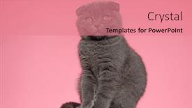  Presentation with fold - Presentation theme featuring cute-scotish-fold-kitty-sitting background and a coral colored foreground