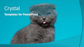  Presentation with fold - PPT layouts enhanced with cute-scotish-fold-kitty-sticking background and a teal colored foreground
