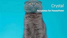  Presentation with fold - PPT layouts having cute-scotish-fold-pussycat-looking background and a teal colored foreground