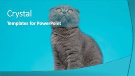  Presentation with fold - Cool new PPT layouts with cute-scotish-fold-pussycat-looking backdrop and a teal colored foreground