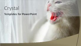  Presentation with fold - Colorful slide set enhanced with cute-scottish-fold-blue-eyed backdrop and a light gray colored foreground