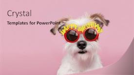  Presentation with cute birthday - PPT layouts consisting of cute-scruffy-dog-wearing-happy background and a lemonade colored foreground