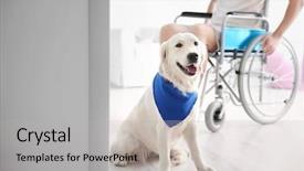  Presentation with service animal - Presentation theme consisting of cute service dog and blurred background and a light gray colored foreground