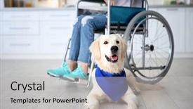  Presentation with service animal - PPT theme featuring cute service dog lying background and a light gray colored foreground
