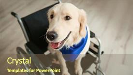  Presentation with service animal - Audience pleasing presentation theme consisting of cute service dog sitting backdrop and a tawny brown colored foreground