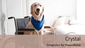 Presentation with wheelchair - Presentation with cute service dog sitting background and a coral colored foreground