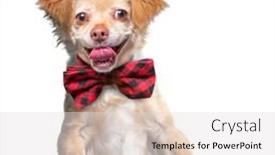  Presentation with dog shelter - Colorful presentation enhanced with cute-shelter-dog-portrait backdrop and a light gray colored foreground