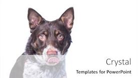  Presentation with dog shelter - Presentation theme consisting of cute-shelter-dog-portrait background and a white colored foreground