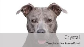  Presentation with dog shelter - Presentation theme featuring cute-shelter-dog-portrait background and a light gray colored foreground