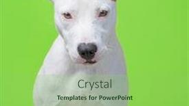  Presentation with dog shelter - Presentation theme consisting of cute-shelter-dog background and a seafoam green colored foreground