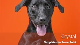  Presentation with dog shelter - Beautiful PPT theme featuring cute-shelter-dog backdrop and a crimson colored foreground