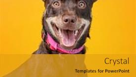  Presentation with dog shelter - Colorful theme enhanced with cute-shelter-dog backdrop and a gold colored foreground