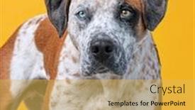  Presentation with dog shelter - Audience pleasing slides consisting of cute-shelter-dog backdrop and a yellow colored foreground