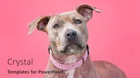  Presentation with dog shelter - Cool new PPT theme with cute-shelter-dog backdrop and a coral colored foreground