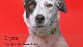  Presentation with dog shelter - Theme enhanced with cute-shelter-dog background and a red colored foreground