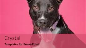  Presentation with dog shelter - Theme having cute-shelter-dog background and a coral colored foreground