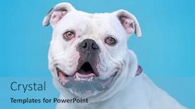  Presentation with dog shelter - Audience pleasing PPT layouts consisting of cute-shelter-dog backdrop and a light blue colored foreground