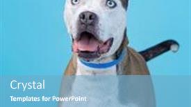  Presentation with dog shelter - Amazing slide deck having cute-shelter-dog backdrop and a light blue colored foreground