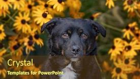  Presentation with dog shelter - Beautiful PPT layouts featuring cute-shelter-dog backdrop and a tawny brown colored foreground