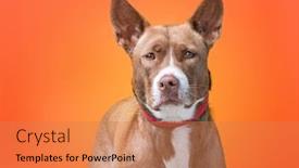  Presentation with dog shelter - Slides enhanced with cute-shelter-dog background and a coral colored foreground