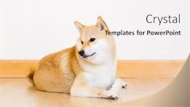  Presentation with cute - Audience pleasing PPT theme consisting of cute shiba lying down backdrop and a white colored foreground