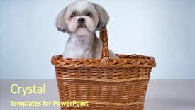  Presentation with cute cat and dog - PPT theme consisting of cute shih tzu dog sitting background and a tawny brown colored foreground