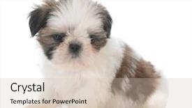  Presentation with cute christmas pug puppy dog - Audience pleasing slide set consisting of cute shih tzu puppy sitting backdrop and a soft green colored foreground