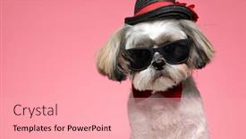  Presentation with puppy - Cool new theme with cute-shih-tzu-puppy-wearing backdrop and a lemonade colored foreground