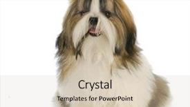  Presentation with white green - Cool new presentation with medical - s pain and compassion nurse backdrop and a light blue colored foreground.