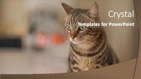  Presentation with cat - Presentation theme consisting of cute-short-hair-cat-looking background and a coral colored foreground