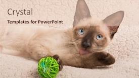  Presentation with paw - Slides enhanced with cute siamese kitten licking his paw while lying down on a soft blanket looking up background and a lemonade colored foreground