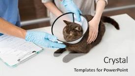  Presentation with funnel - Beautiful theme featuring cute sick cat with funnel backdrop and a white colored foreground