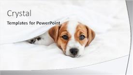  Presentation with sick dog - Presentation theme having cute-sick-puppy-under-blanket background and a white colored foreground