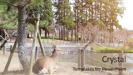  Presentation with deer - Cool new PPT theme with cute sika deer cervus nippon backdrop and a coral colored foreground