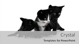  Presentation with cats - Audience pleasing slides consisting of cute small cats isolated on white backdrop and a light gray colored foreground