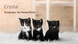  Presentation with cats - Cool new presentation design with cute small cats on carpet backdrop and a lemonade colored foreground