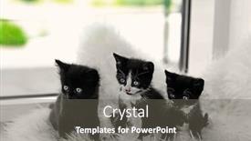  Presentation with cats - PPT theme enhanced with cute small cats on windowsill background and a gray colored foreground