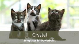  Presentation with cats - Slides enhanced with cute small cats on windowsill background and a tawny brown colored foreground