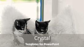  Presentation with cats - Cool new slides with cute small cats on windowsill backdrop and a gray colored foreground