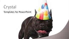  Presentation with cute - PPT layouts with cute-small-french-bulldog background and a white colored foreground
