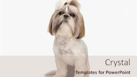  Presentation with eyes - Presentation enhanced with cute-small-shih-tzu-dog background and a  colored foreground