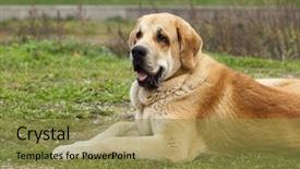  Presentation with sheep - Slide deck enhanced with cute spanish mastiff - sheep background and a gold colored foreground