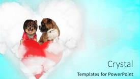  Presentation with boxer dog - Audience pleasing theme consisting of cute-spitz-dog-panting-happy backdrop and a cool aqua colored foreground