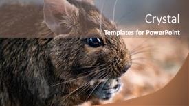  Presentation with food - Presentation theme having cute-squirrel-degu-nibbling-food background and a violet colored foreground