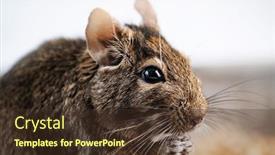  Presentation with food - Cool new PPT theme with cute-squirrel-degu-nibbling-food backdrop and a tawny brown colored foreground