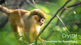  Presentation with monkey - Slide deck having cute-squirrel-monkey-in-tree background and a tawny brown colored foreground