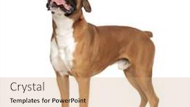  Presentation with upwards - Presentation theme having cute standing boxer looking upwards sticking his tongue out being intrigued by something above him background and a coral colored foreground