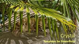  Presentation with palm tree - PPT theme enhanced with cute-stray-cat-in-italy background and a tawny brown colored foreground