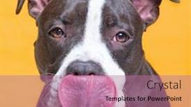  Presentation with dog shelter - Audience pleasing slide set consisting of cute-studio-photo backdrop and a coral colored foreground