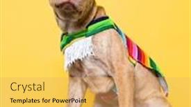  Presentation with dog shelter - Cool new slides with cute-studio-photo backdrop and a yellow colored foreground